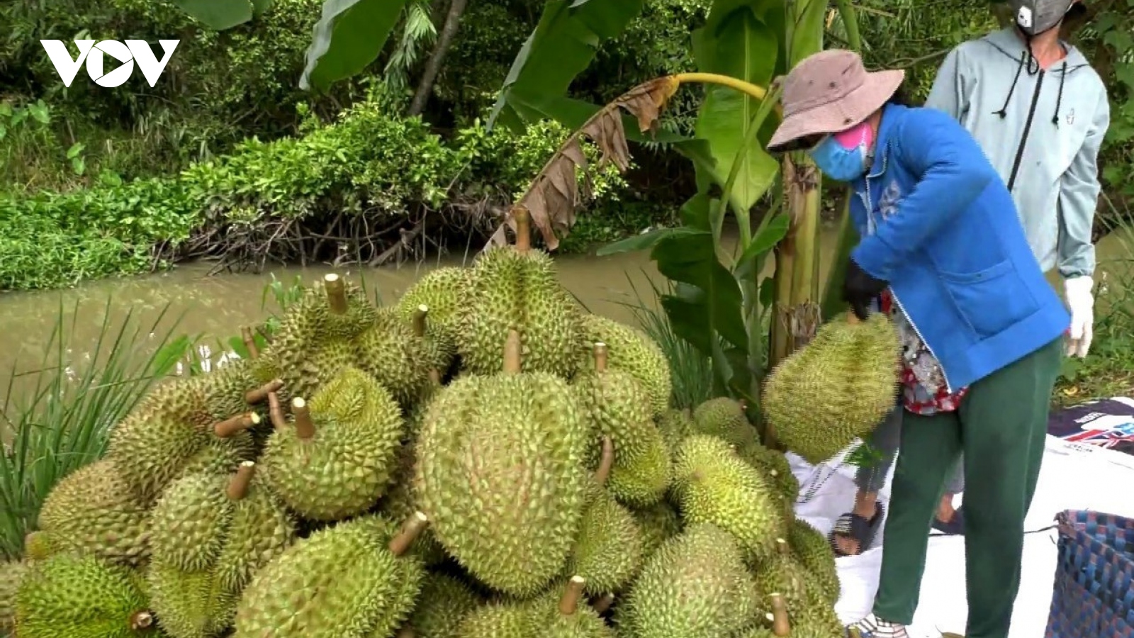 Cần nhìn thẳng vào những sai sót trong xuất khẩu sầu riêng