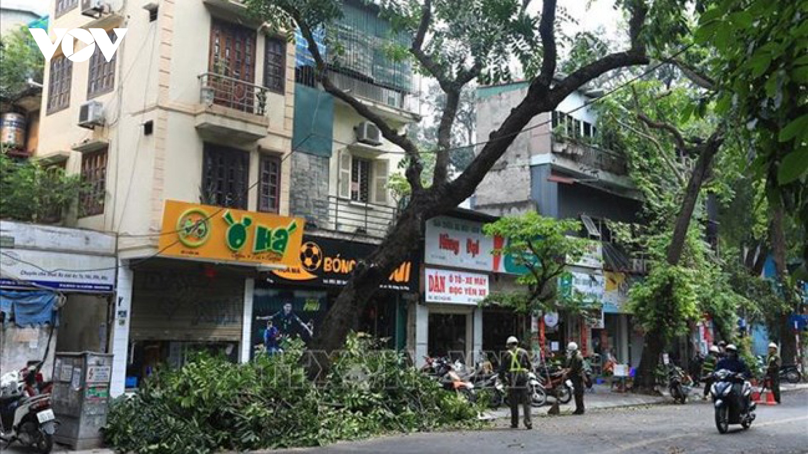 Cây xanh ở Hà Nội bị cắt tỉa đến mức trơ cành, trụi lá: Có hợp lý?