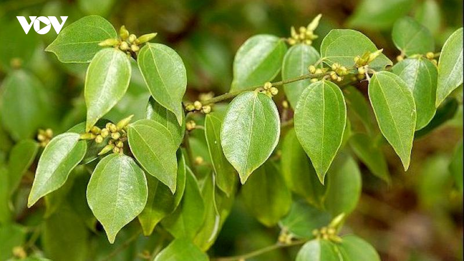 Cây rừng mọc hoang thành dược liệu “quý như vàng”