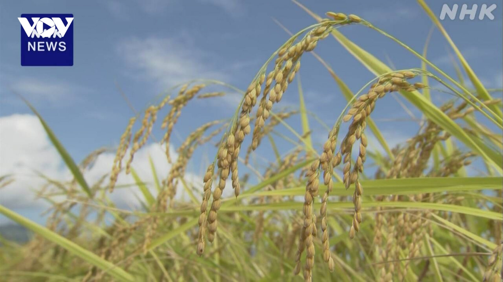 Hạ viện Nhật Bản thông qua dự luật sửa đổi Đạo luật về lương thực và nông nghiệp