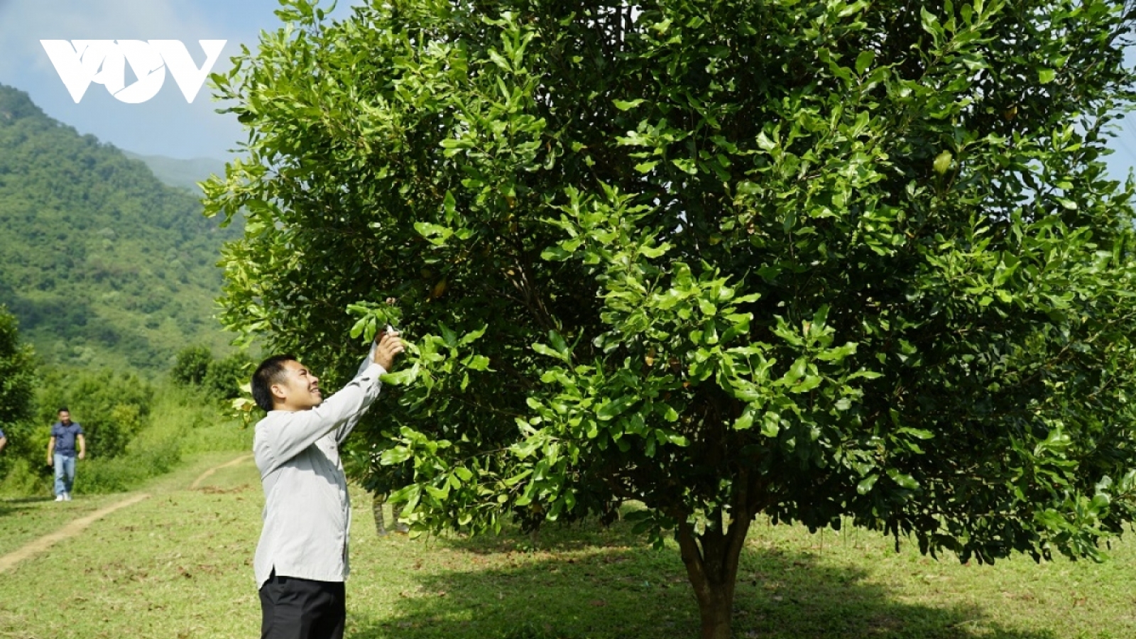 Tuần Giáo phấn đấu trở thành địa phương có diện tích mắc ca lớn nhất nước