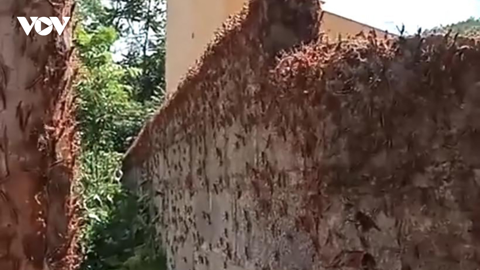 Châu chấu xuất hiện hàng loạt tại khu dân cư ở Lạng Sơn