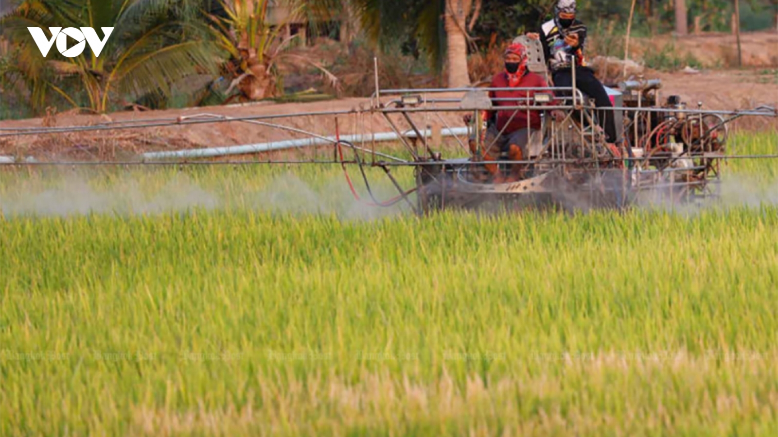Thái Lan chuyển đổi phương thức canh tác lúa ứng phó biến đổi khí hậu