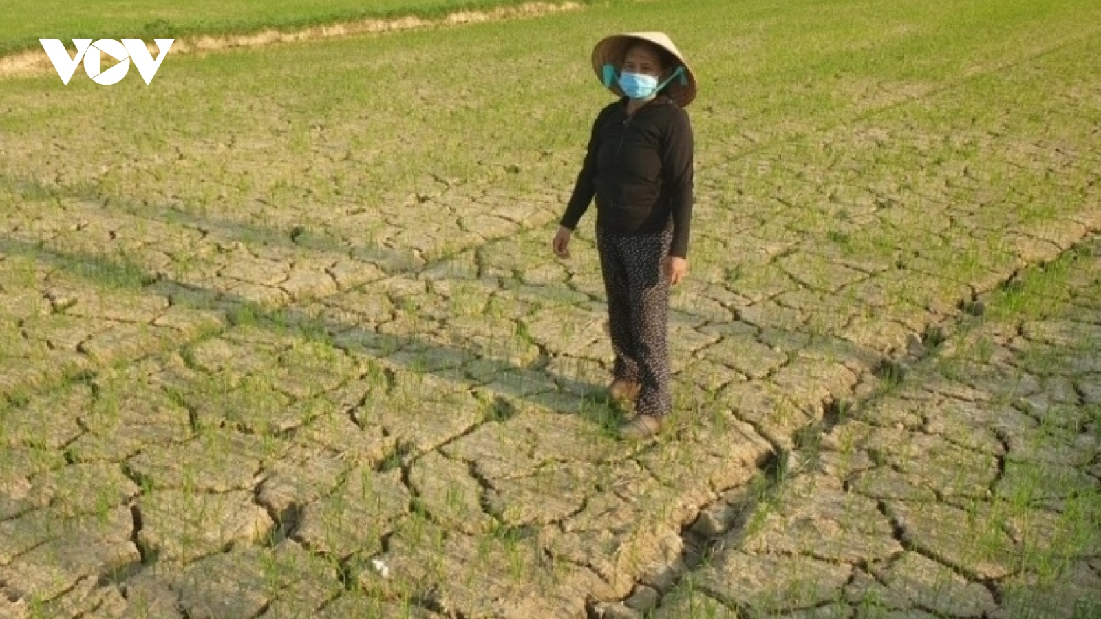 Hạn hán, thiếu nước ảnh hưởng sản xuất vụ Đông Xuân và Hè thu