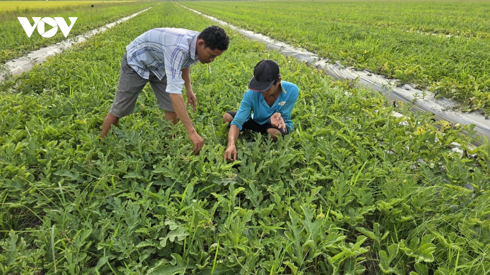 Mưa to trên diện rộng, vườn cây tốt tươi, nước mặn giảm dần ở Tiền Giang