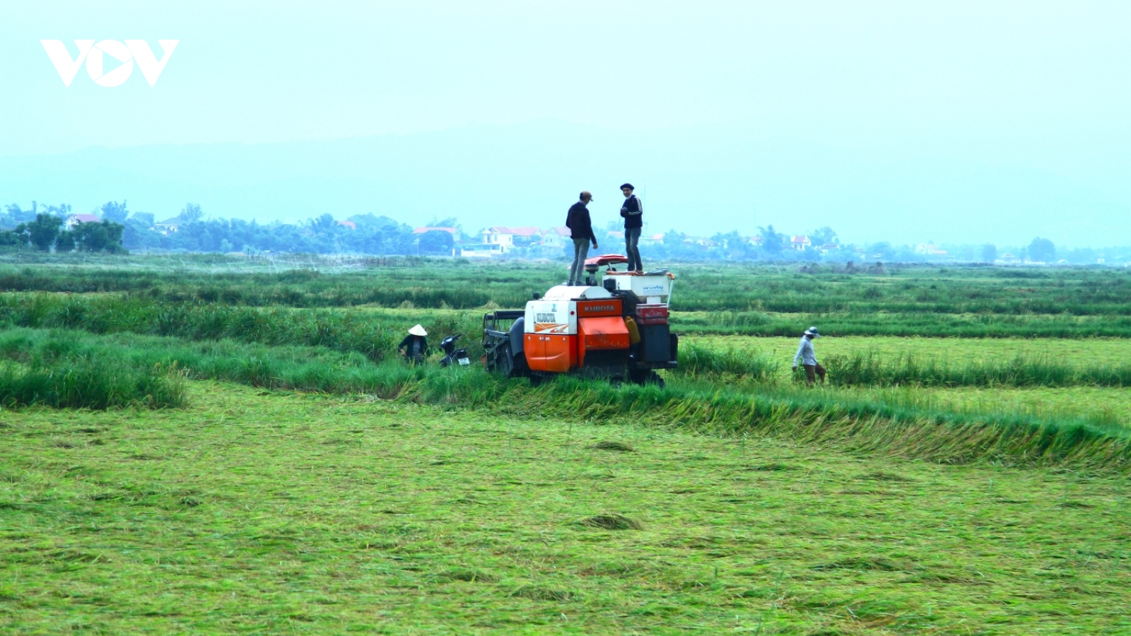 2.000 ha lúa bị ngã đổ do mưa lớn, Quảng Bình khẩn trương thu hoạch