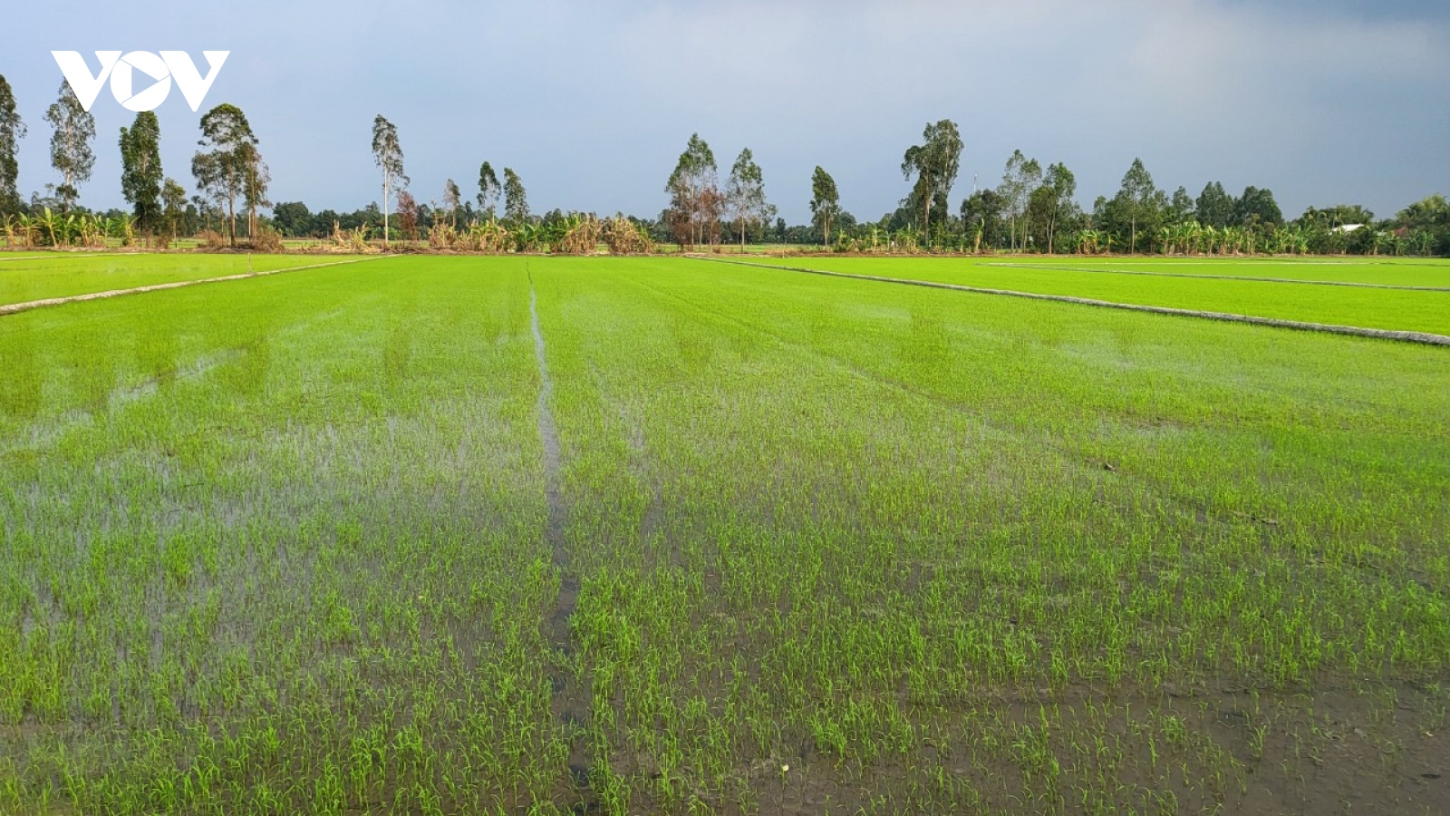 Hậu Giang liên tục xuất hiện mưa diện rộng, cứu nguy cho những khu rừng