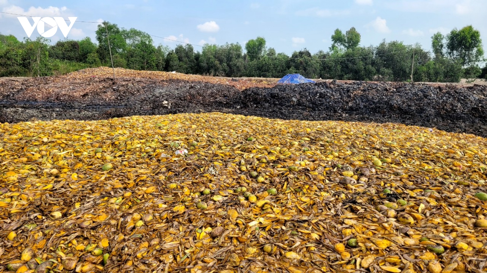 Bãi rác "lộ thiên” gây ô nhiễm trầm trọng tại vùng Đồng Tháp Mười (Tiền Giang)