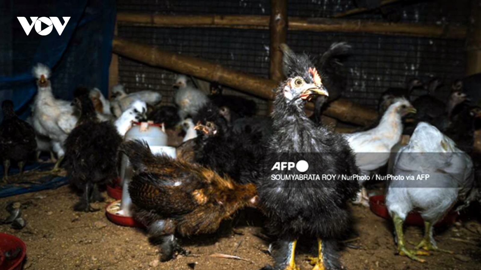 Australia phát hiện thêm ổ dịch cúm gia cầm H7N3