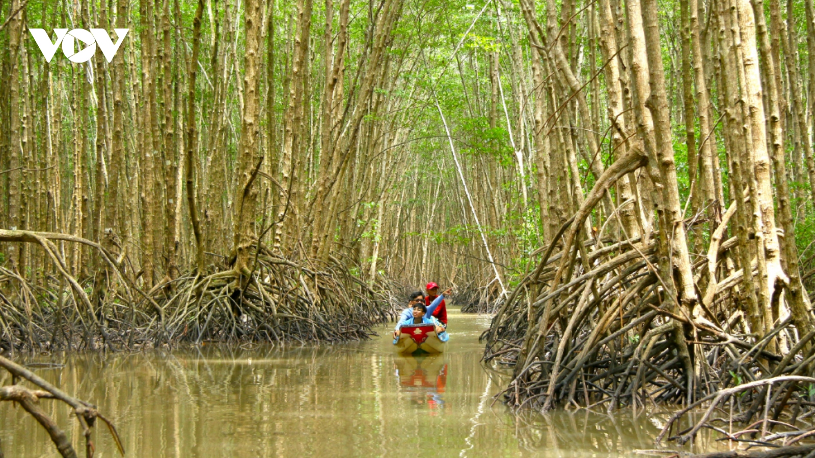 Phát triển rừng bền vững ở Cà Mau - Để người dân tự giữ, tái tạo rừng