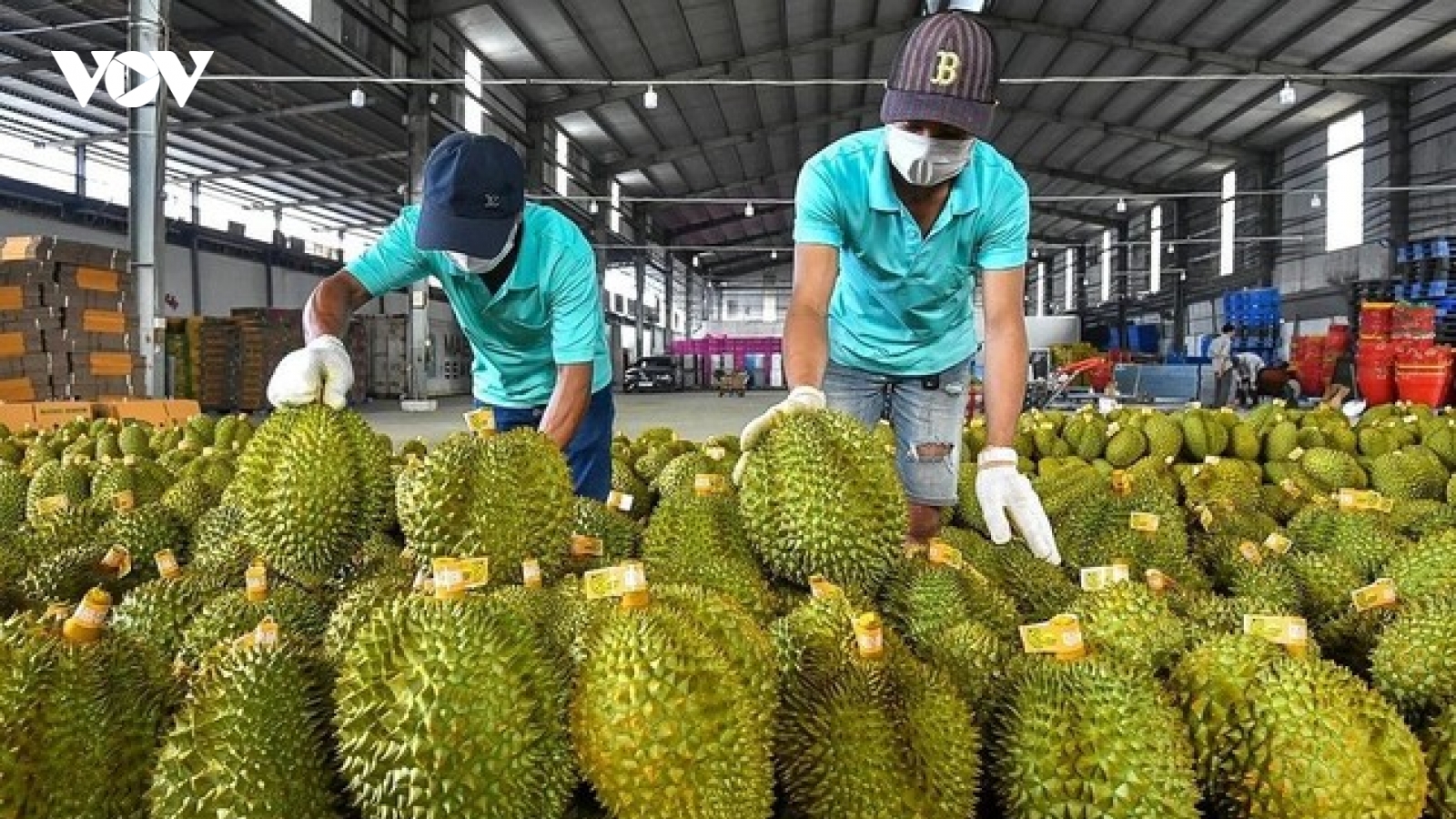 Kết quả xác minh vụ 30 lô sầu riêng nhiễm cadimi