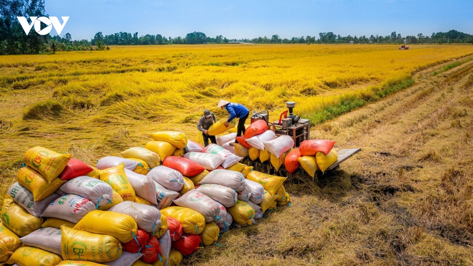 Thế giới thiếu 7 triệu tấn gạo, Việt Nam có thể xuất khẩu bao nhiêu?