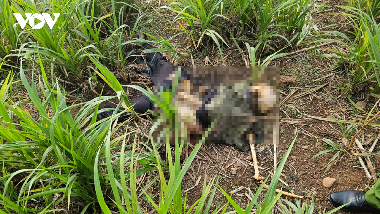 Phát hiện thi thể không nguyên vẹn trong bụi cỏ tại Bình Phước