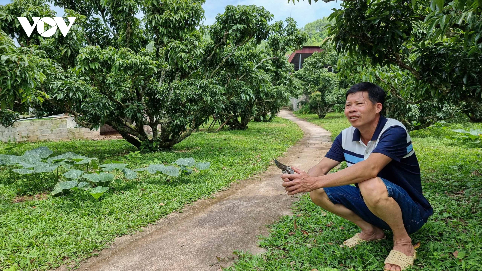Thủ phủ vải thiều Lục Ngạn mất mùa chưa từng có, hụt cả trăm nghìn tấn vải