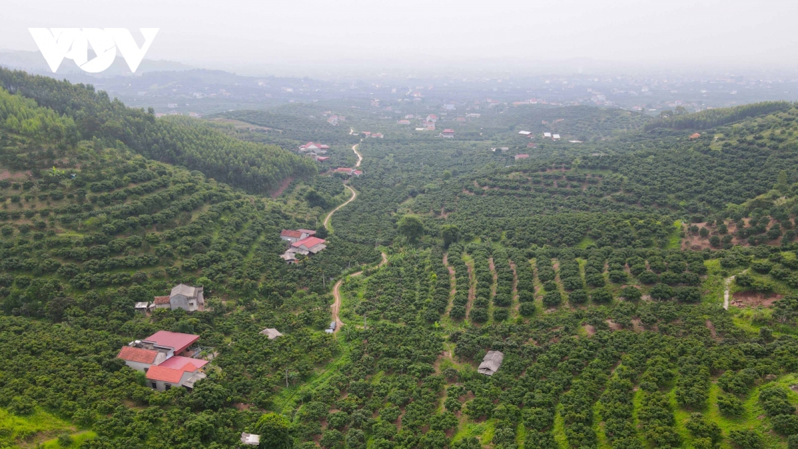 Vải thiều Lục Ngạn mất mùa chưa từng có