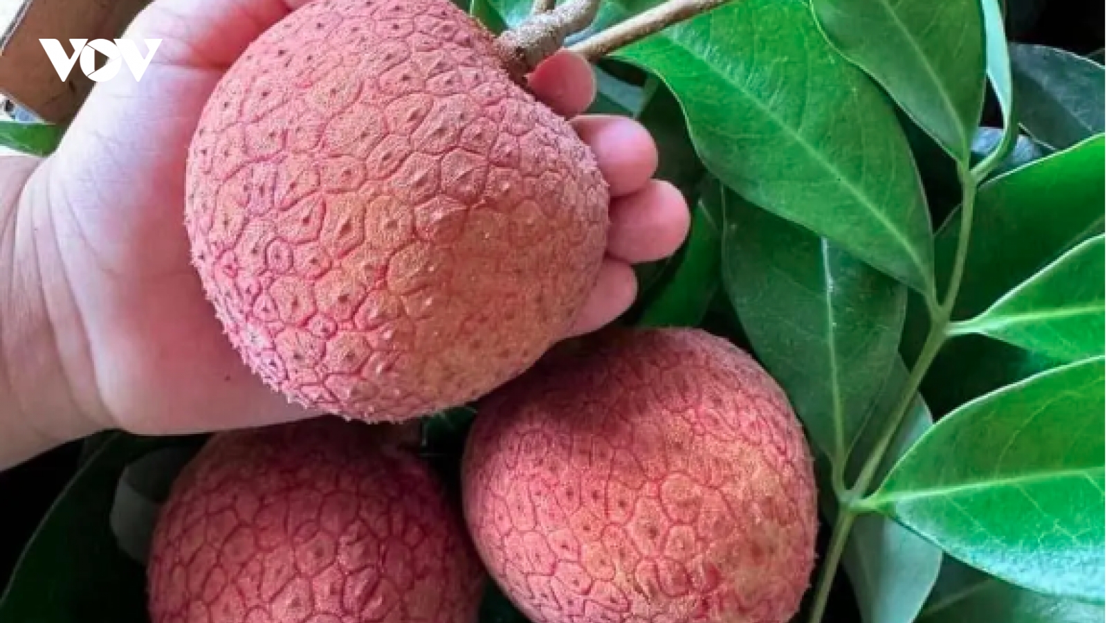 Vải thiều “siêu to khổng lồ” đắt đỏ vẫn cháy hàng