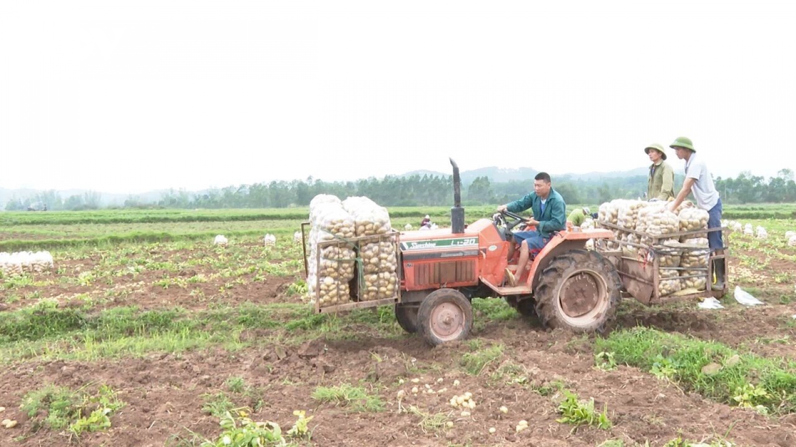 Cần đẩy mạnh liên kết, bao tiêu khoai tây tại Lạng Sơn