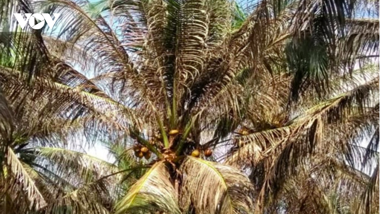 Hơn 2.600 ha vườn dừa ở Bến Tre đã bị nhiễm sâu đầu đen