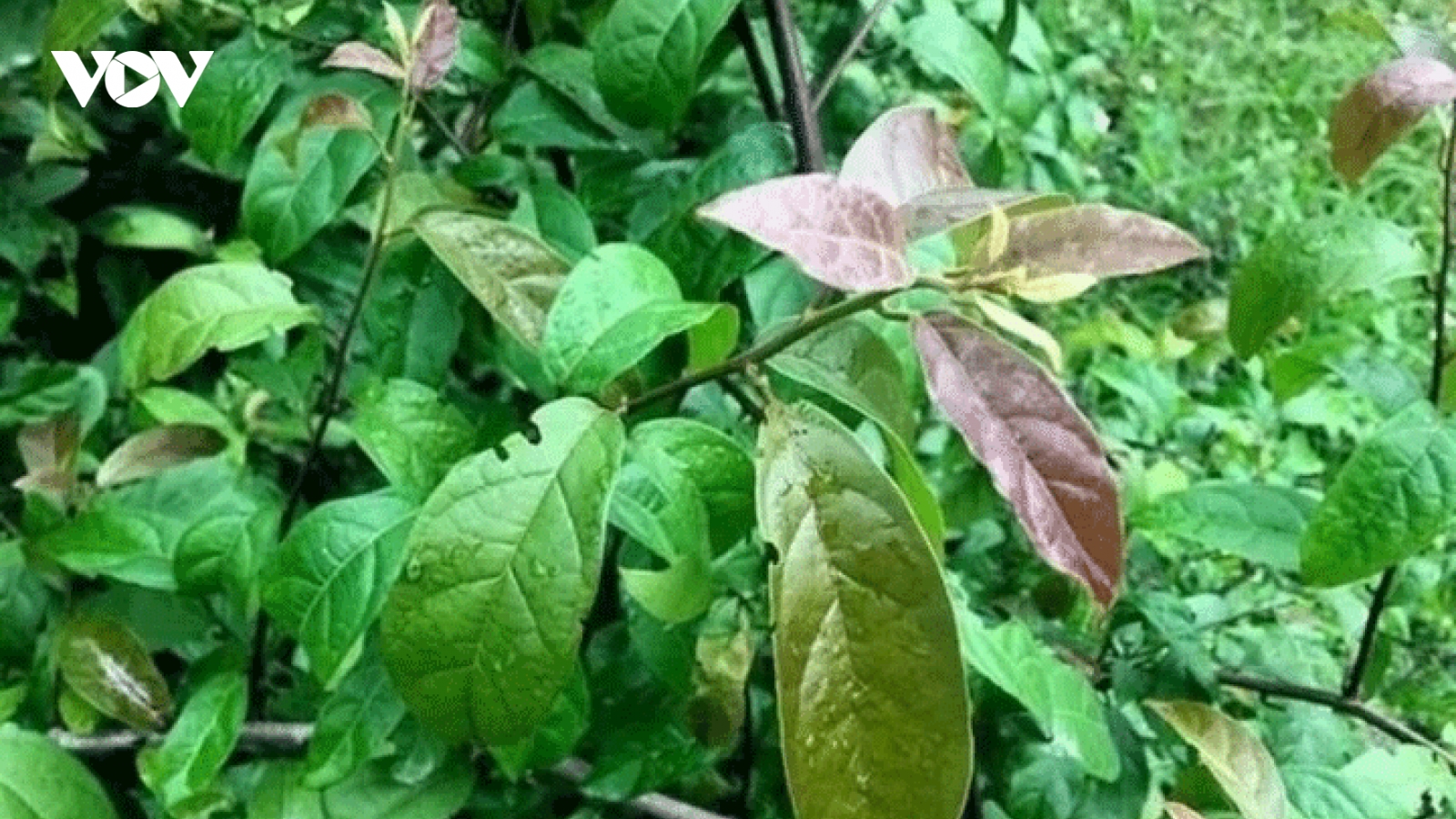 Cách uống xạ đen thanh lọc cơ thể