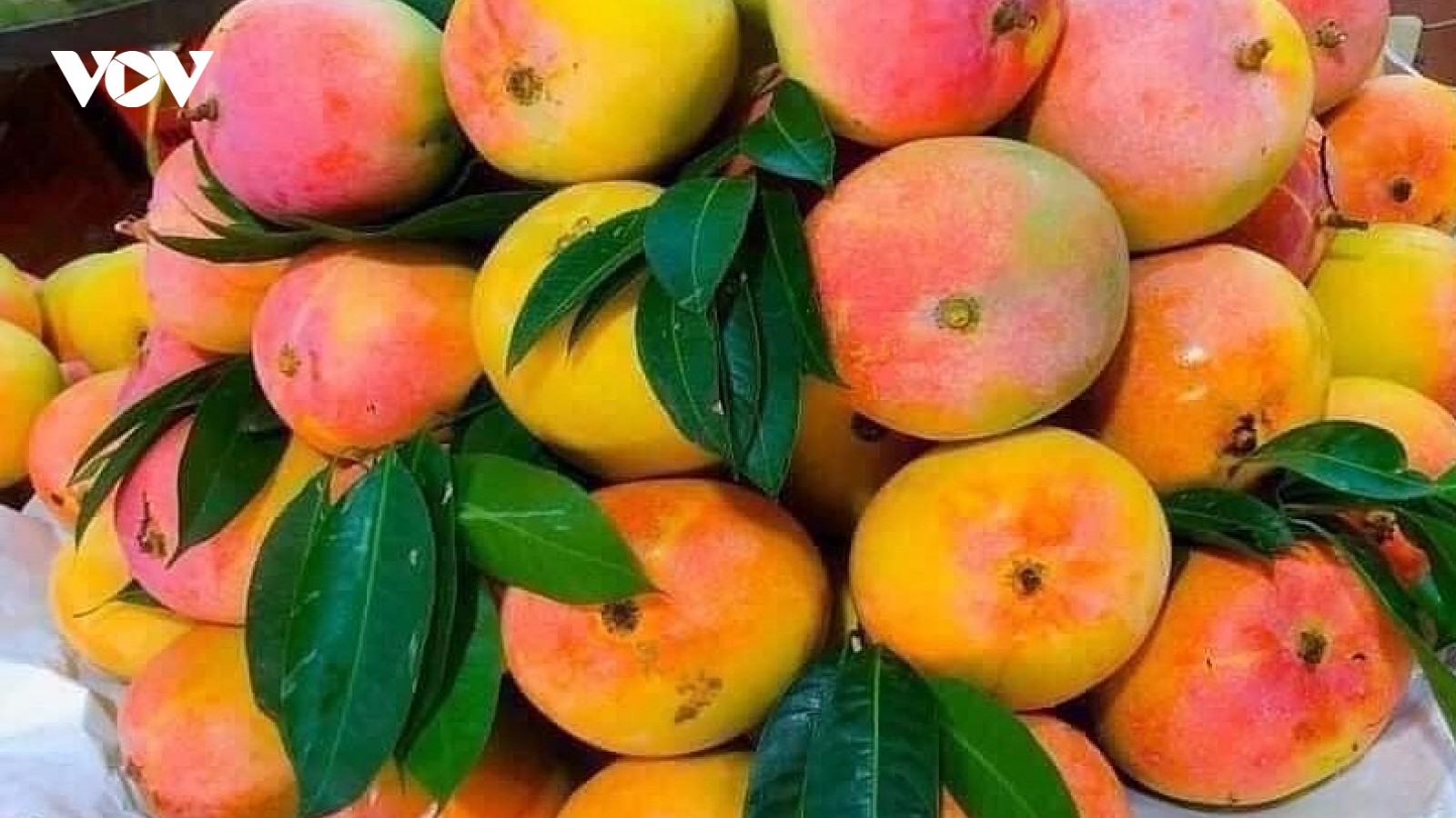 Loại xoài độc lạ đang hút khách