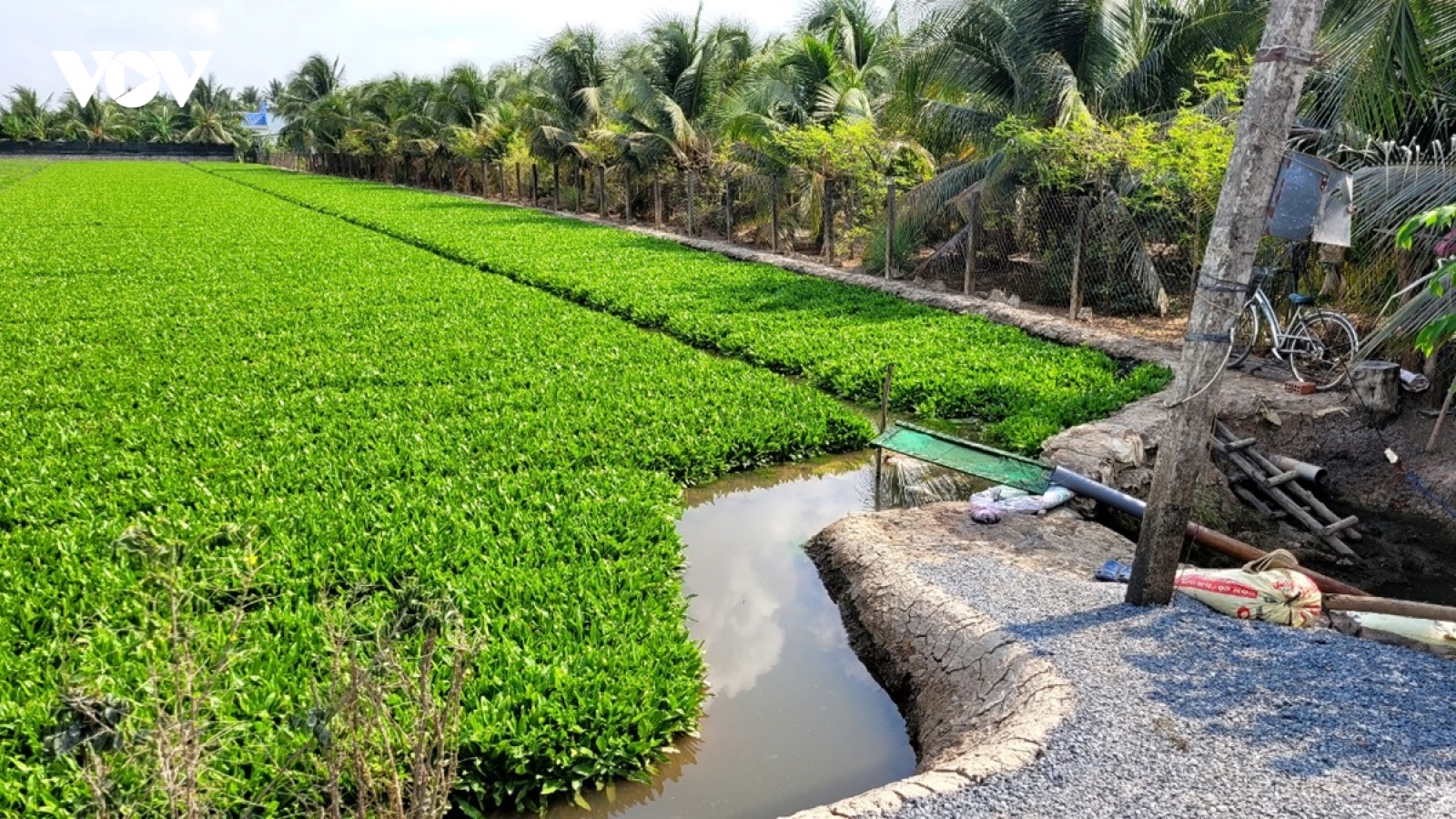 Nhiều nông dân bội thu nhờ tích trữ nước ngọt trồng rau màu mùa khô