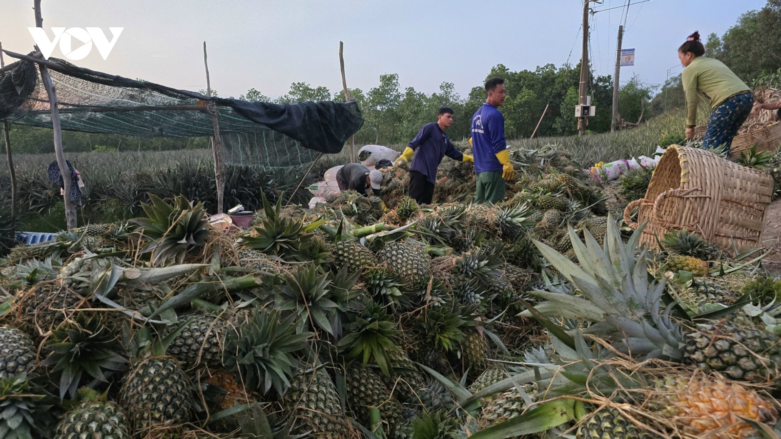 Vườn cây đặc sản vẫn có trái thu hoạch, giá cao trong mùa khô hạn