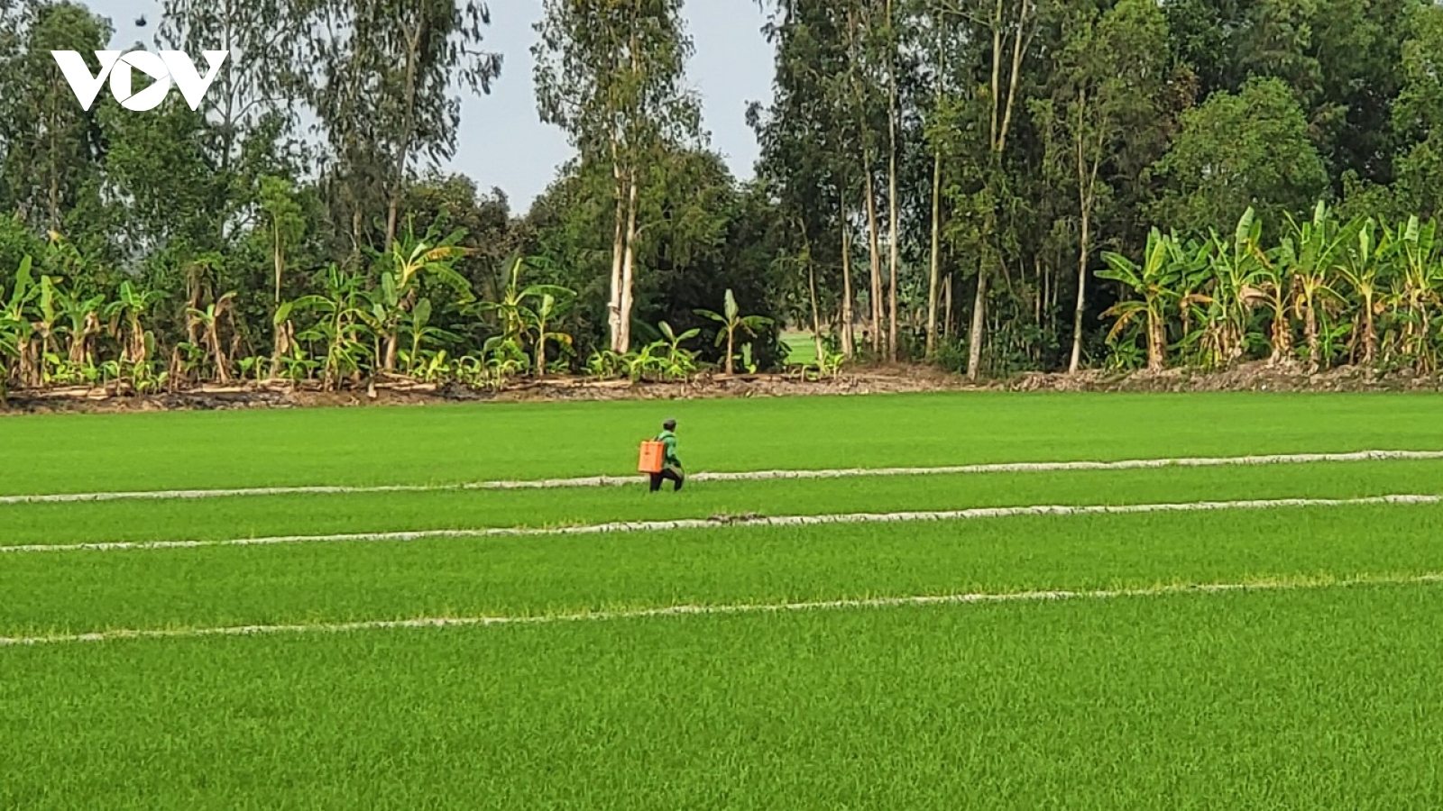 Hơn 66.000 ha lúa Hè thu đủ nước, phát triển giữa hạn mặn