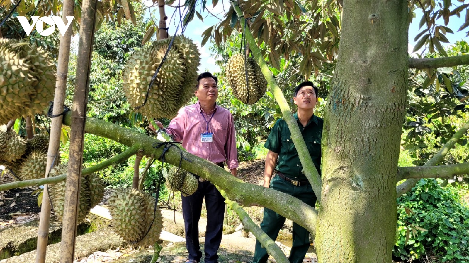 Tiền Giang hơn 20.400 ha cây ăn quả được cấp mã số vùng trồng để xuất khẩu