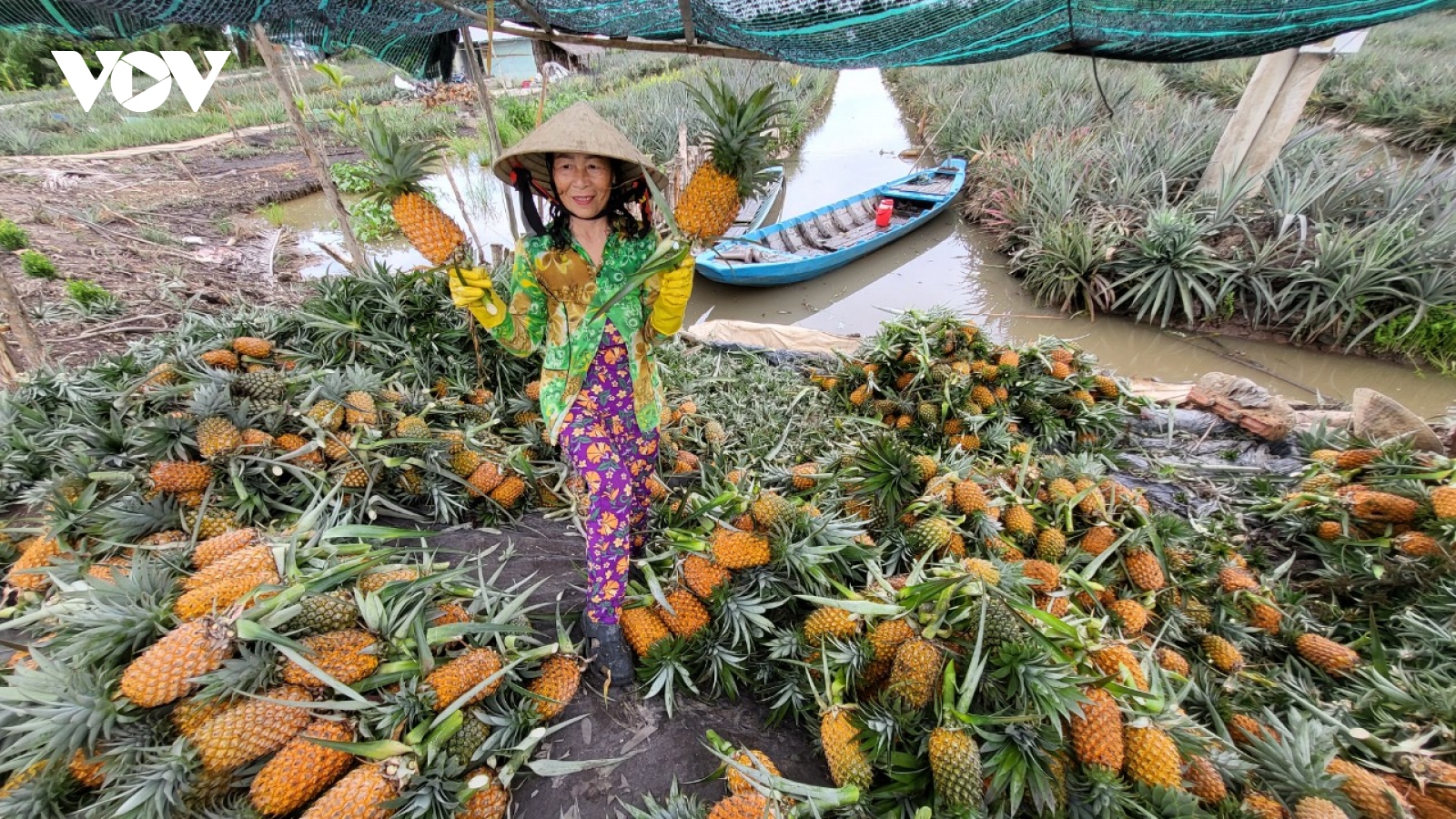 Hậu Giang sẽ tổ chức lễ hội khóm Cầu Đúc vào đầu tháng 7 tới