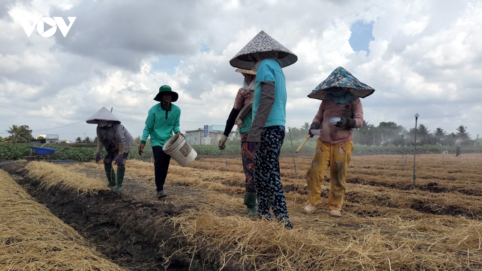 Thoát hạn mặn, nông dân Tiền Giang khẩn trương xuống giống vụ Hè Thu