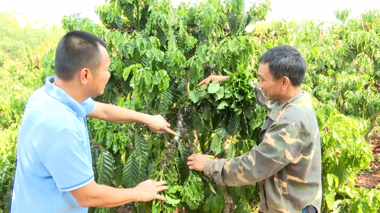 Hàng ngàn ha cà phê ở Gia Lai bị rệp sáp gây hại