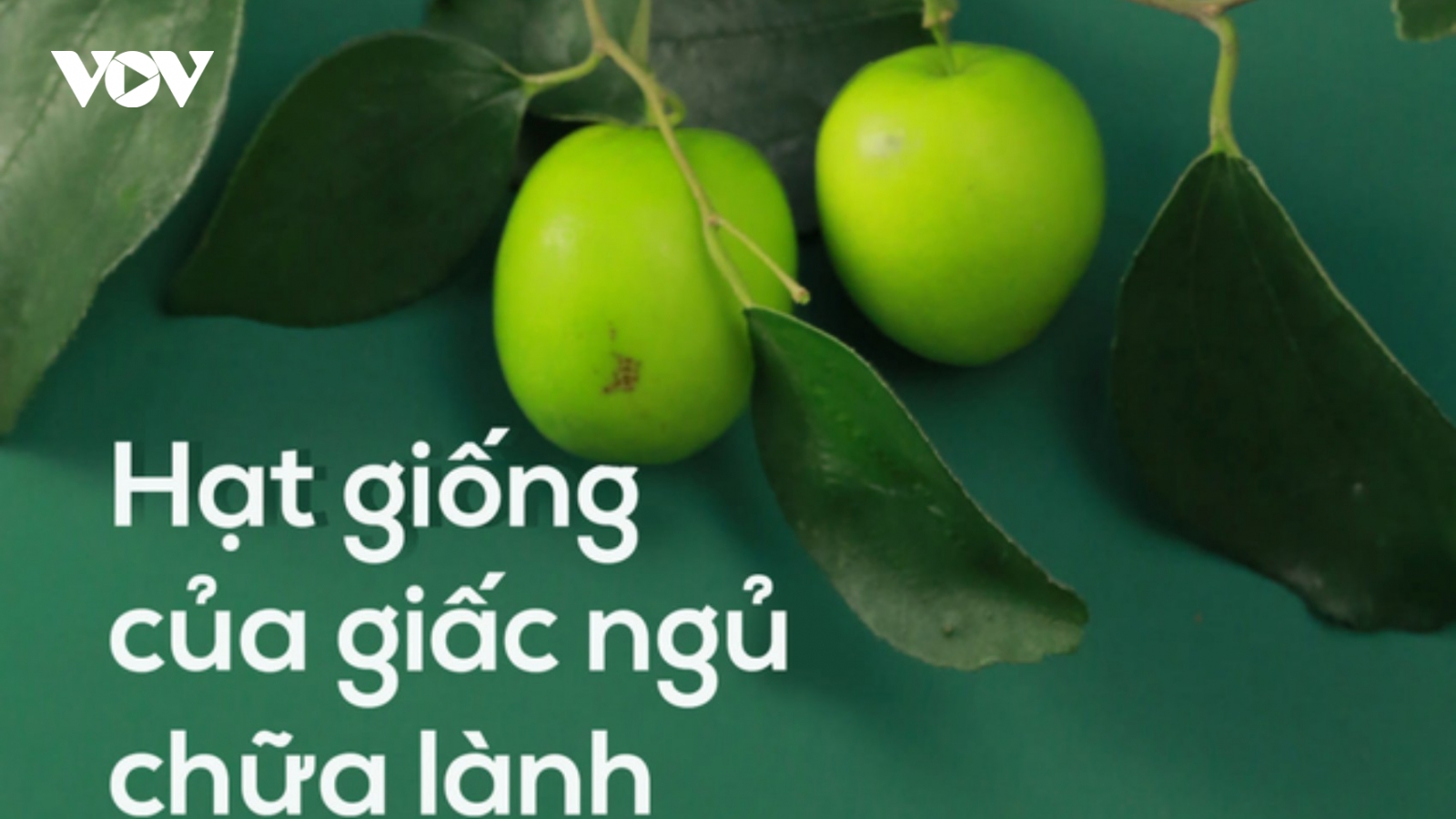Bí quyết từ hạt táo ta giúp ngủ ngon, ngủ sâu