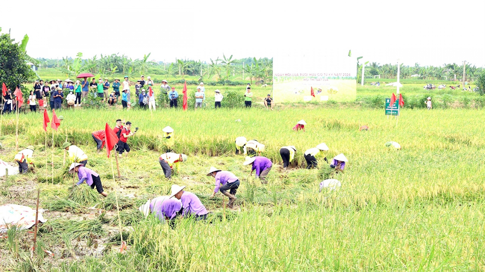 Đặc sắc Ngày hội lúa rươi hữu cơ tại Tứ Kỳ (Hải Dương)