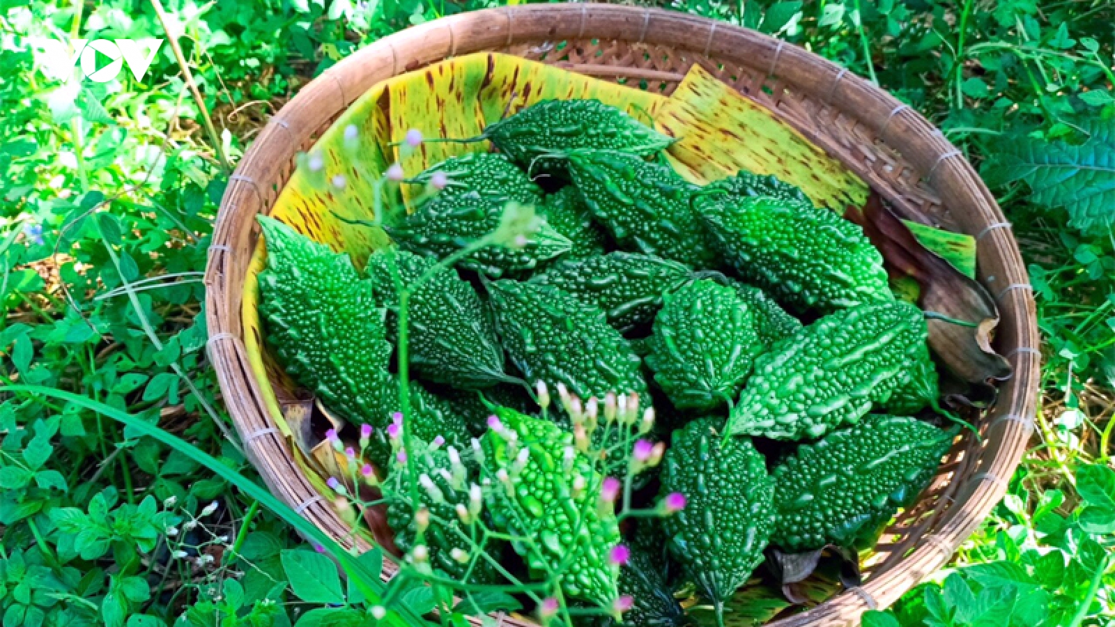 Loại quả rừng rất đắng trở thành đặc sản giá đến 220.000 đồng/kg