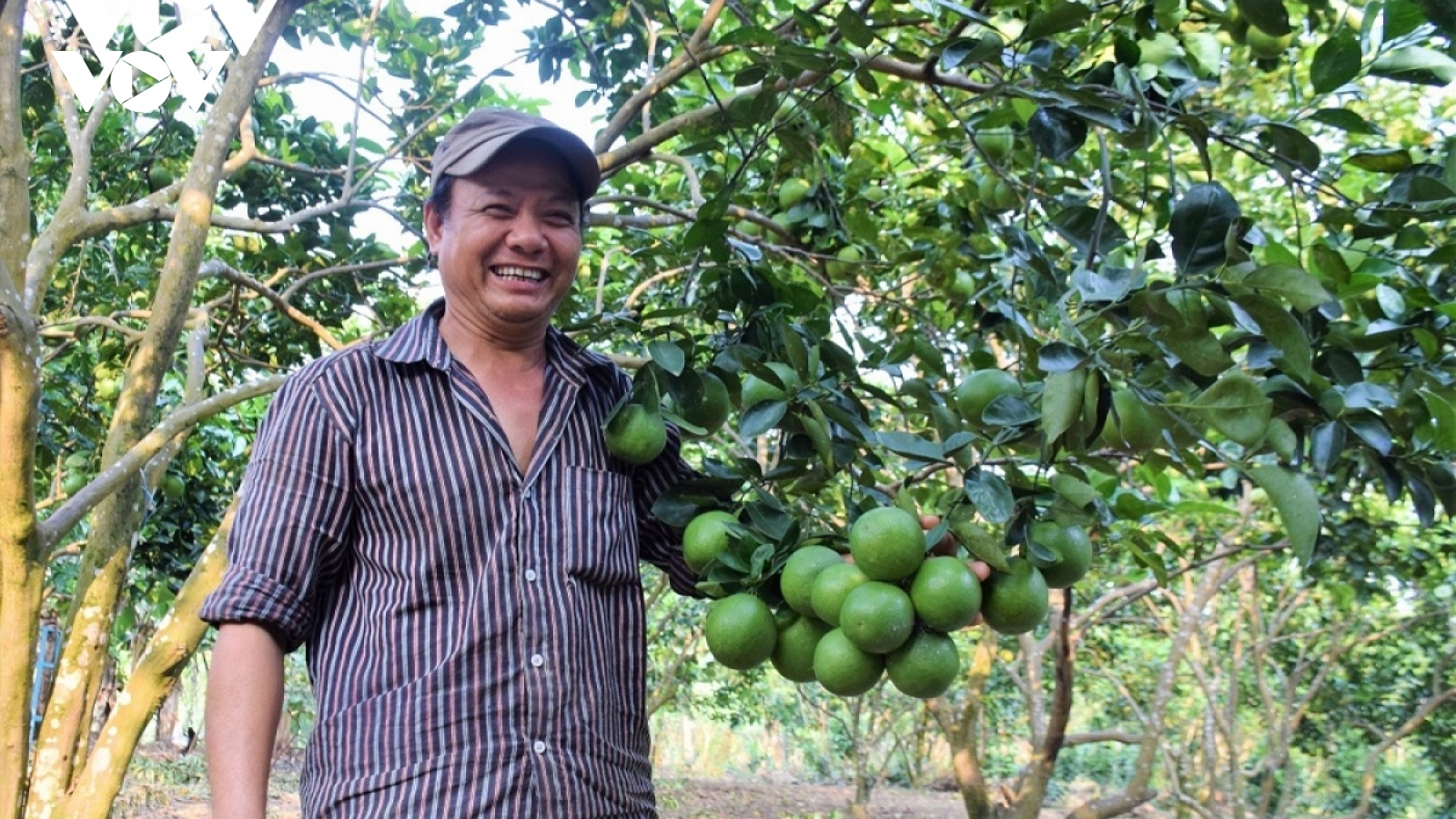 Đồng bào Cơ Tu Quảng Nam thoát nghèo từ mô hình trồng cây ăn quả