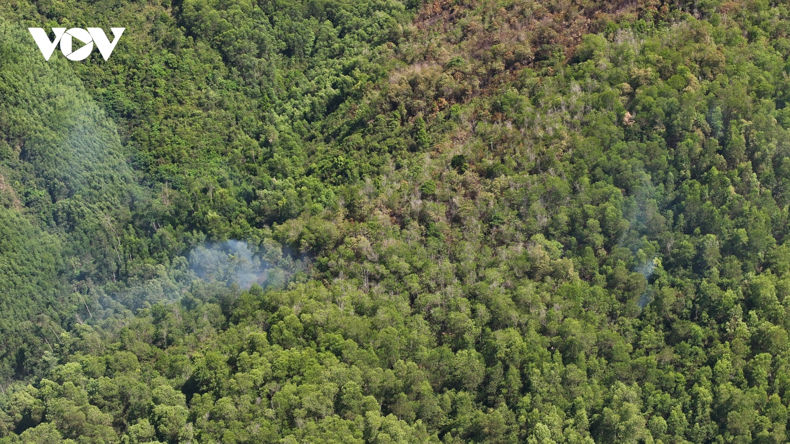 Vụ cháy rừng ở Bình Định gây thiệt hại khoảng 30 ha