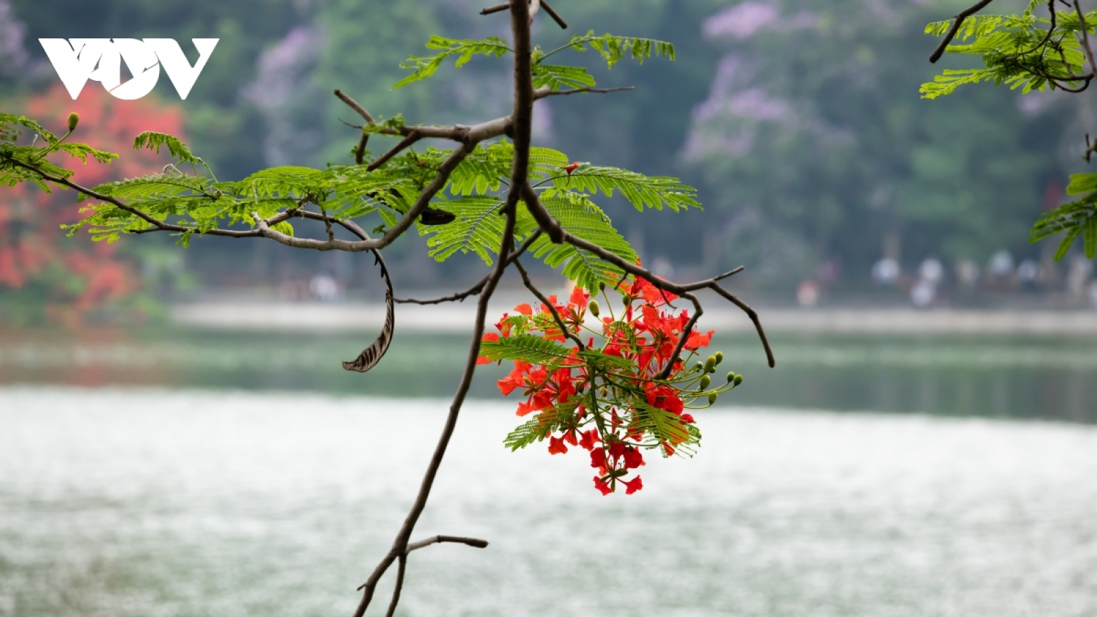 "Vào hạ" cùng nhạc sĩ Lê Hựu Hà