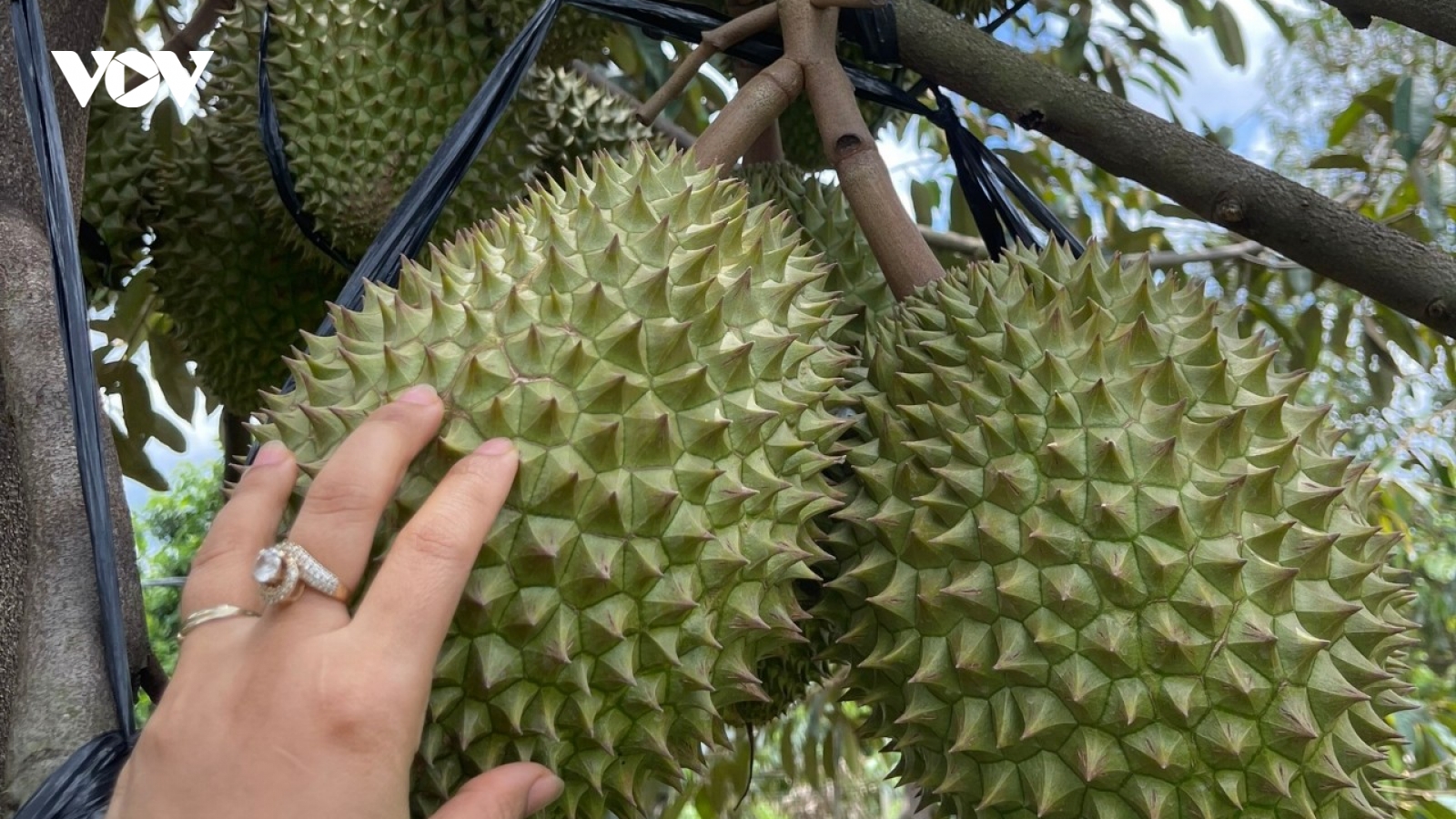 Buộc chặt sầu riêng chờ mùa bứt giá