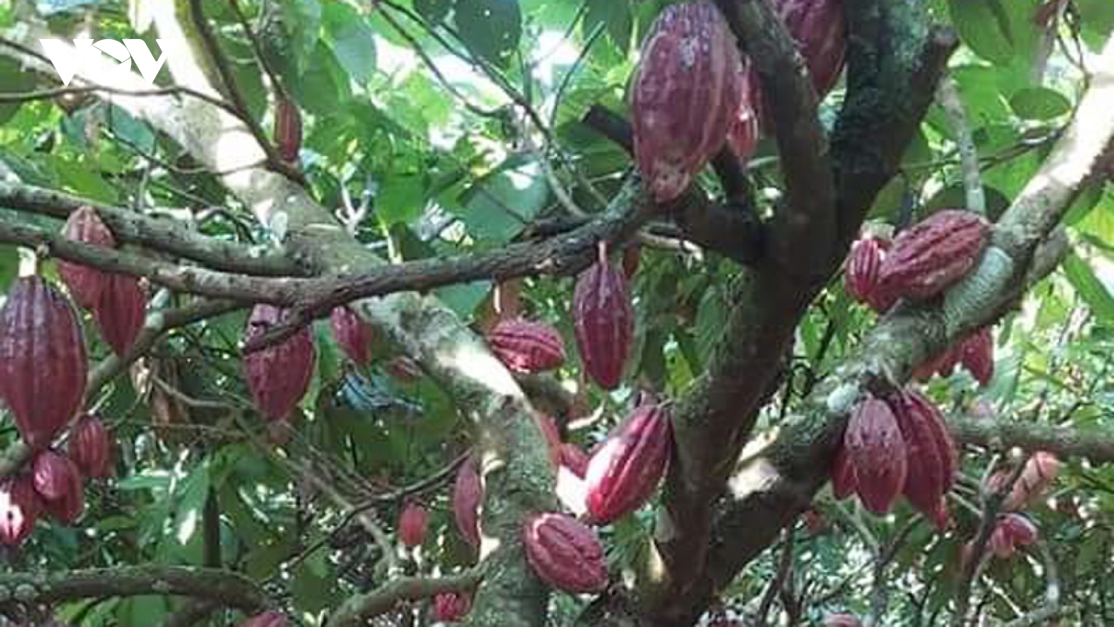Cacao Đắk Lắk trước “cơ hội vàng” để hồi sinh phát triển
