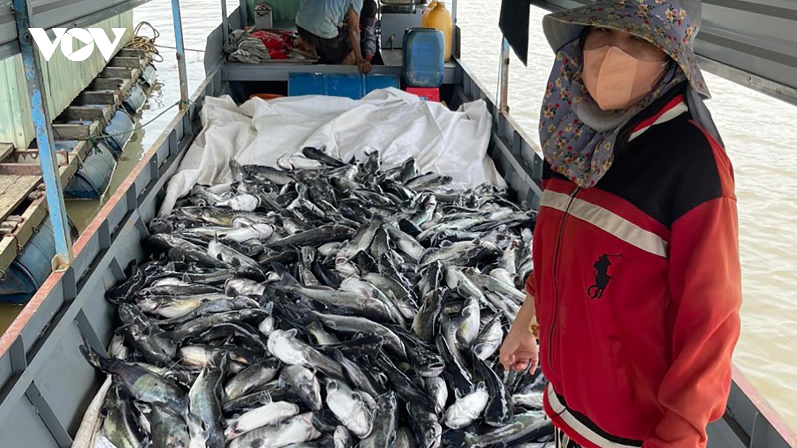 25 tấn cá nuôi tại hồ thuỷ điện Yaly chết bất thường, dân thiệt hại tiền tỷ