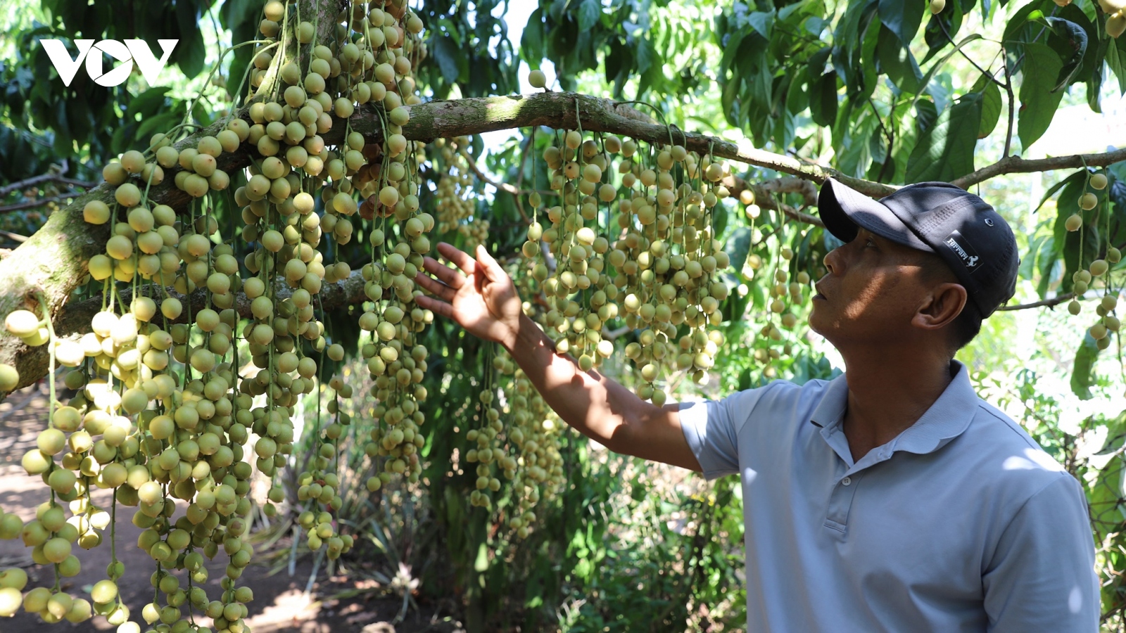 Nhiều cơ hội khai thác du lịch nhà vườn tại Đồng Nai