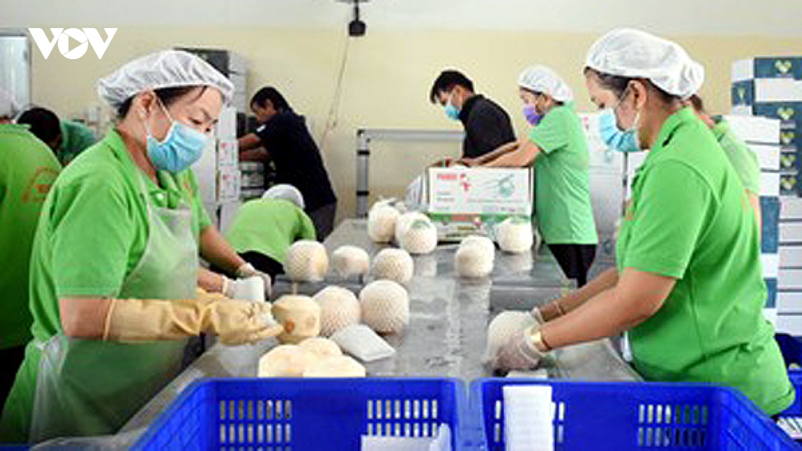 Xuất khẩu dừa có cơ hội vượt 1 tỷ USD