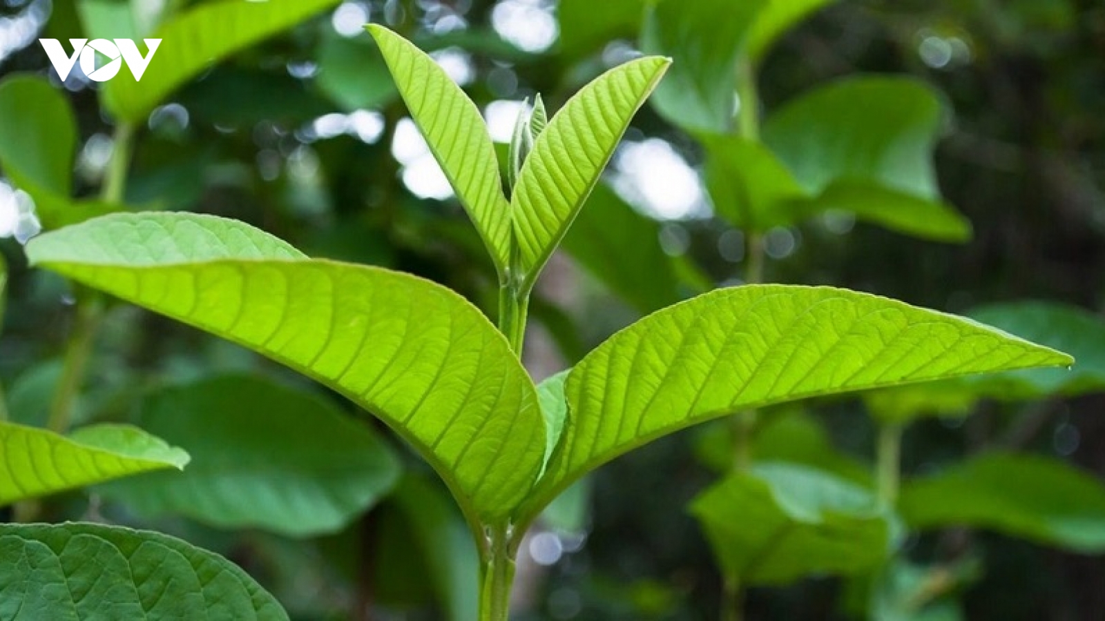 Loại lá mọi người để khô đốt như rác nhưng nhiều công dụng bất ngờ