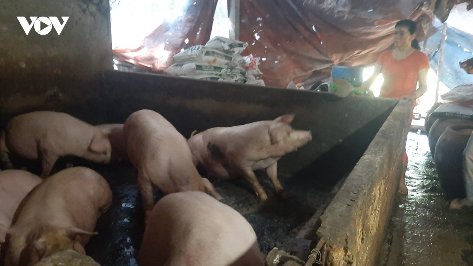 Lạng Sơn, Bắc Kạn ngăn chặn dịch tả lợn châu Phi lây lan diện rộng