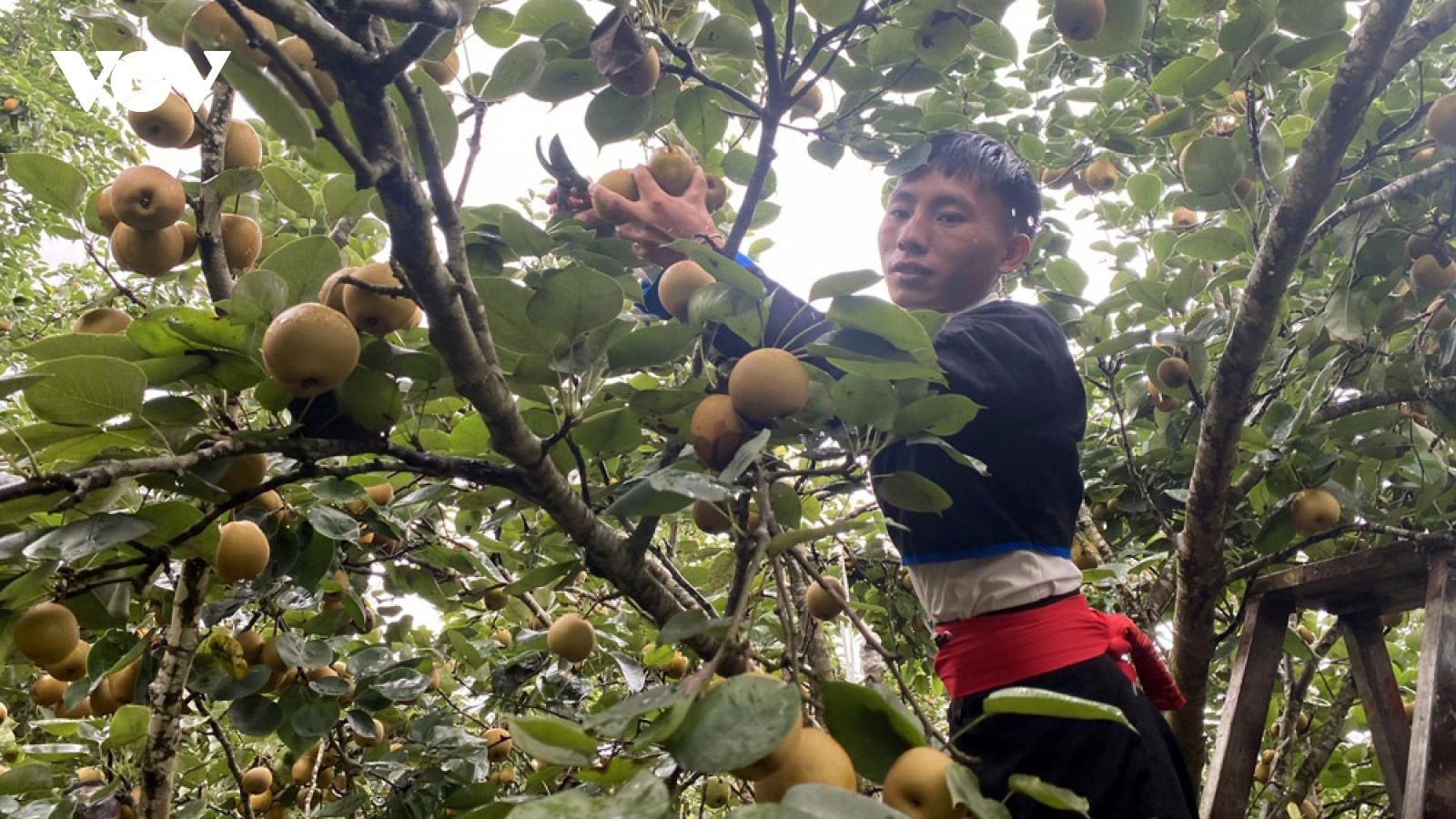 Trồng lê Giang Ma hướng đi mới trong phát triển kinh tế