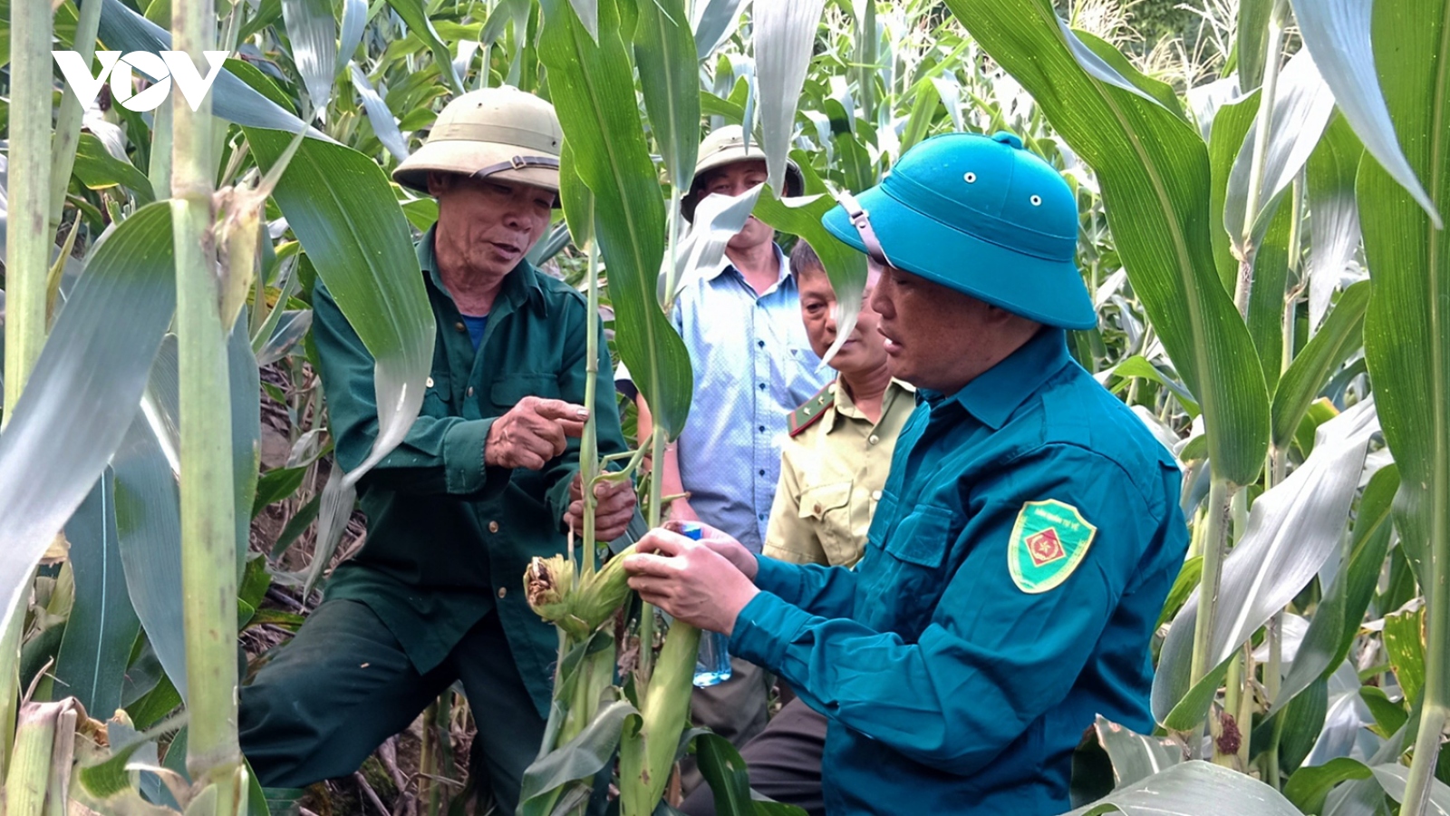 Xuất hiện đàn khỉ phá hại hoa màu của người dân Sơn La