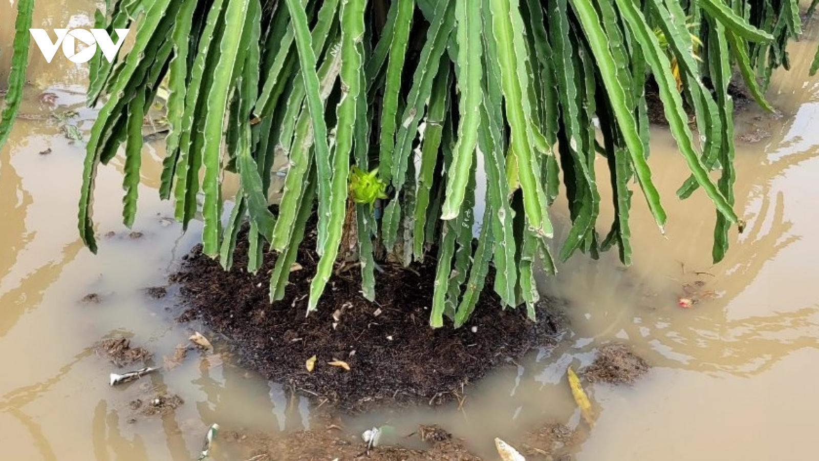 Nông dân Tiền Giang- Long An khẩn trương “cứu” vườn thanh long bị ngập nước