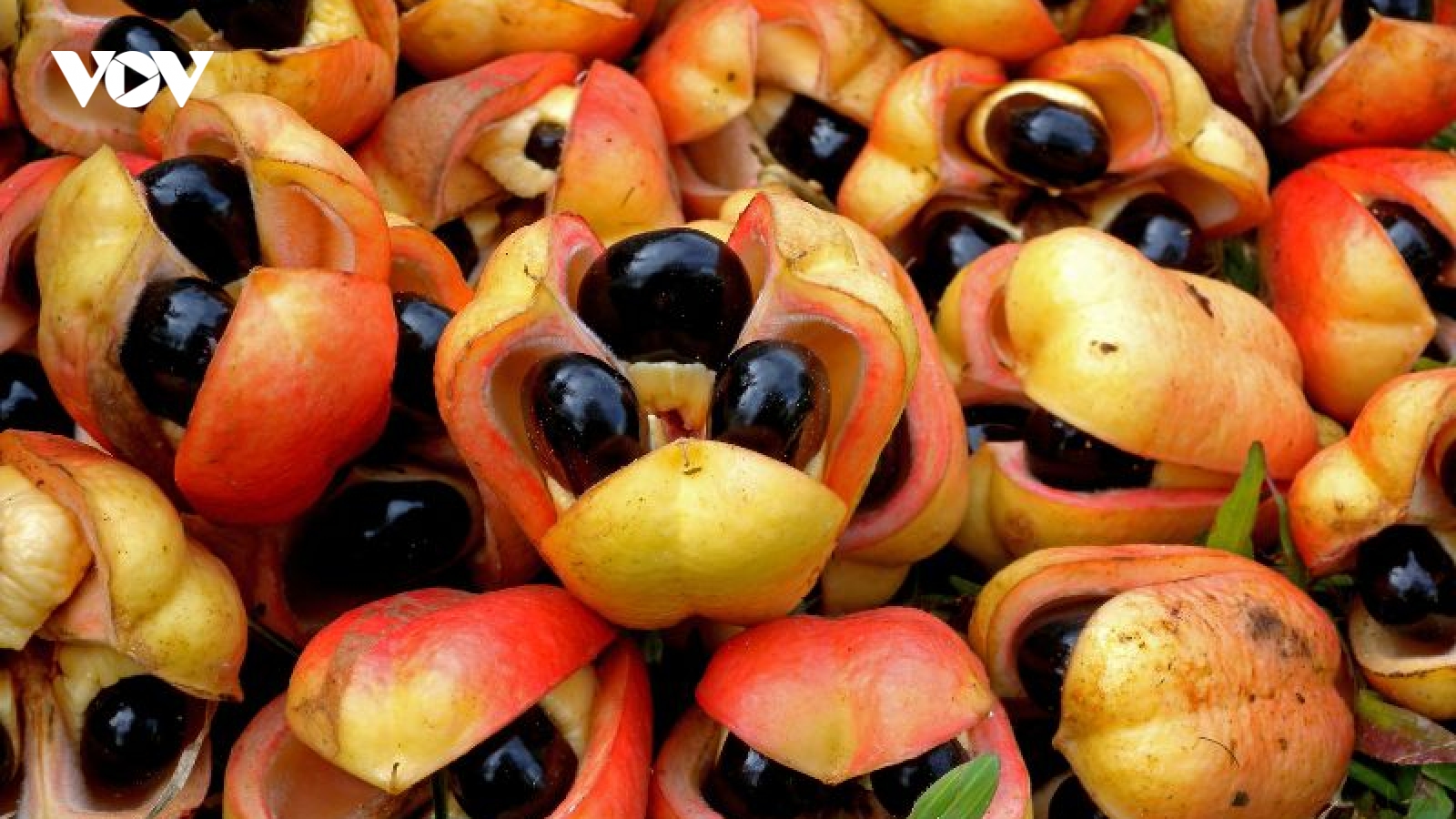 Loại quả độc chết người nhưng là “quốc thực” của người Jamaica