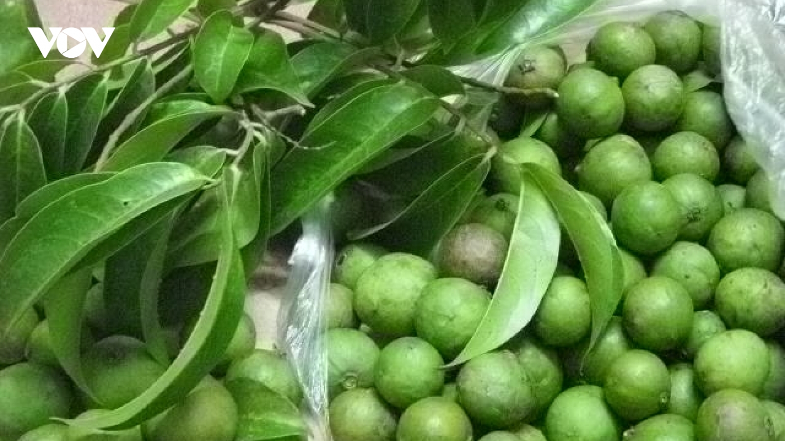Mưu sinh bằng nghề 'treo người' giữa lưng chừng trời ở Hà Nội