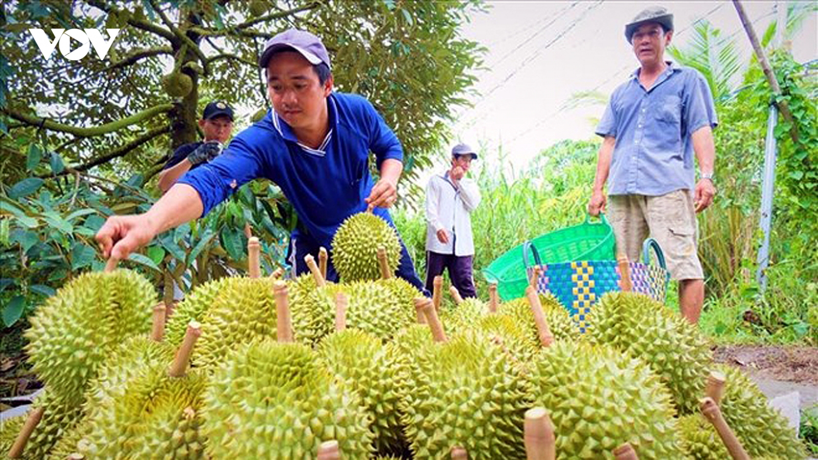 Nông dân tăng diện tích trồng khi sầu riêng trúng mùa, được giá
